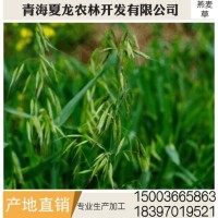 燕麥草 養殖場燕麥草 牛羊、兔子、荷蘭豬和豚鼠寵物牧草