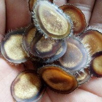 東北特產鹿鄉直銷半臘片 鹿產品鹿茸片半臘片批發