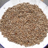 產(chǎn)地直銷(xiāo)100斤/袋苦蕎麥 釀酒苦蕎麥，燒酒蕎麥?zhǔn)称肥w麥 不包郵