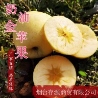 煙臺(tái)原產(chǎn)地奶油蘋果 山東金蘋果 果園批發(fā)新鮮水果掛樹果期長(zhǎng)