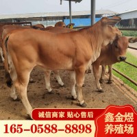 黃牛肉牛犢改良 肉牛價格怎么樣 養殖批發牛苗 肉?；钆?/></a>
<div><a href=