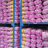 大量供應山東大蒜，干蒜，鮮蒜、市場蒜。蒜米料，出口大蒜