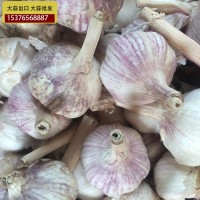 供應金鄉大蒜 大蒜出口殘次品2kg 28元 ，不影響使用，美觀度欠，