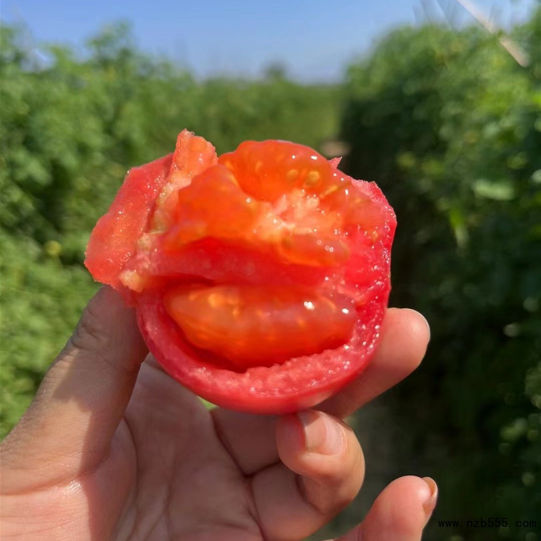 O1CN01pguBO01XmTco8ZR5g_!!2200710532966-0-cib