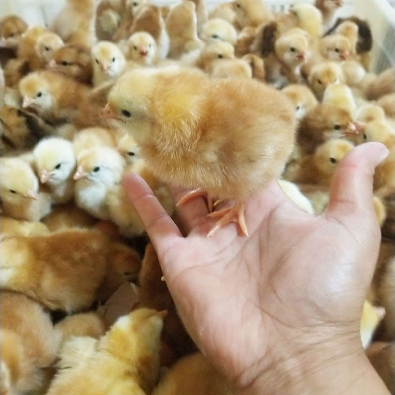 O1CN01koeiOH1J7nuxOCBGt_!!2217854640982-0-cib