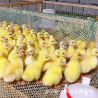 小鵝活苗四季大白鵝苗產蛋王幼苗皖西鵝崽三花鵝仔兒童寵物鵝活體