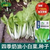 四季奶油小白菜 陽(yáng)臺(tái)菜園纖維少葉菜種子 蔬菜種子