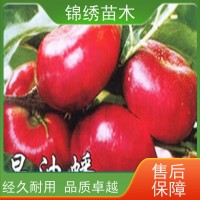 紅色水蜜桃蟠桃油桃 錦繡黃桃樹苗 繁育基地 種植成活率高 保濕發貨