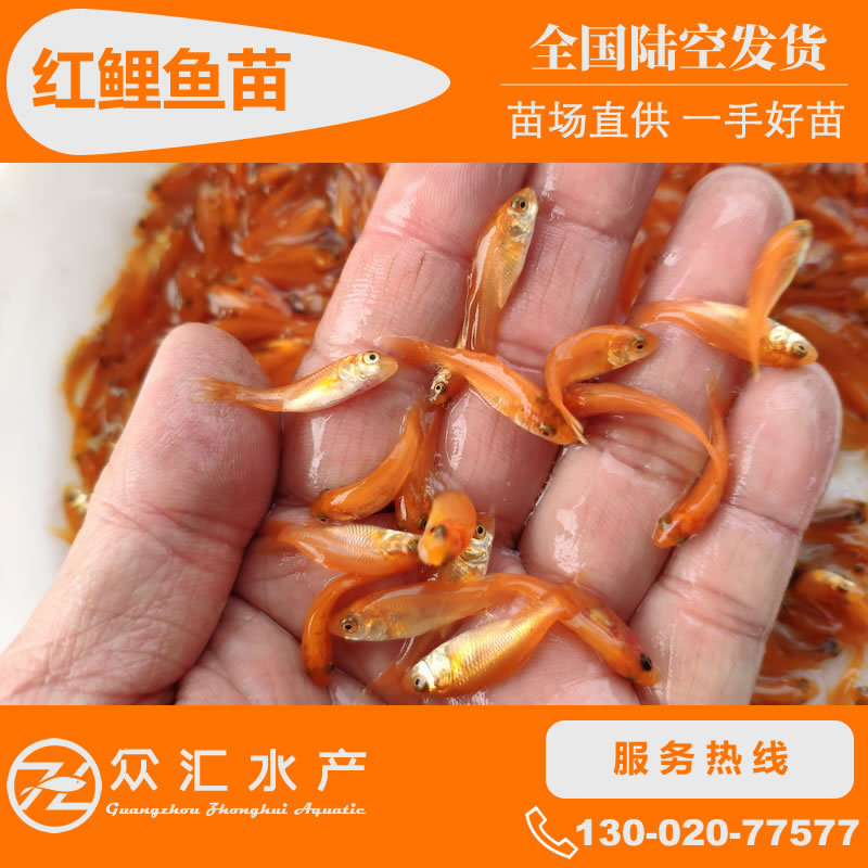 O1CN013qbFmv25JL8PUNcZ4_!!3175777505-0-cib