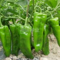 大果99-湘研老品種早熟、薄皮燈籠椒菜椒辣椒種子