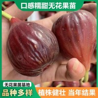 無花果樹苗1米以上波姬紅格萊斯無花果苗當年結果無花果盆栽
